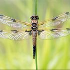 Libellula quadrimaculata ...