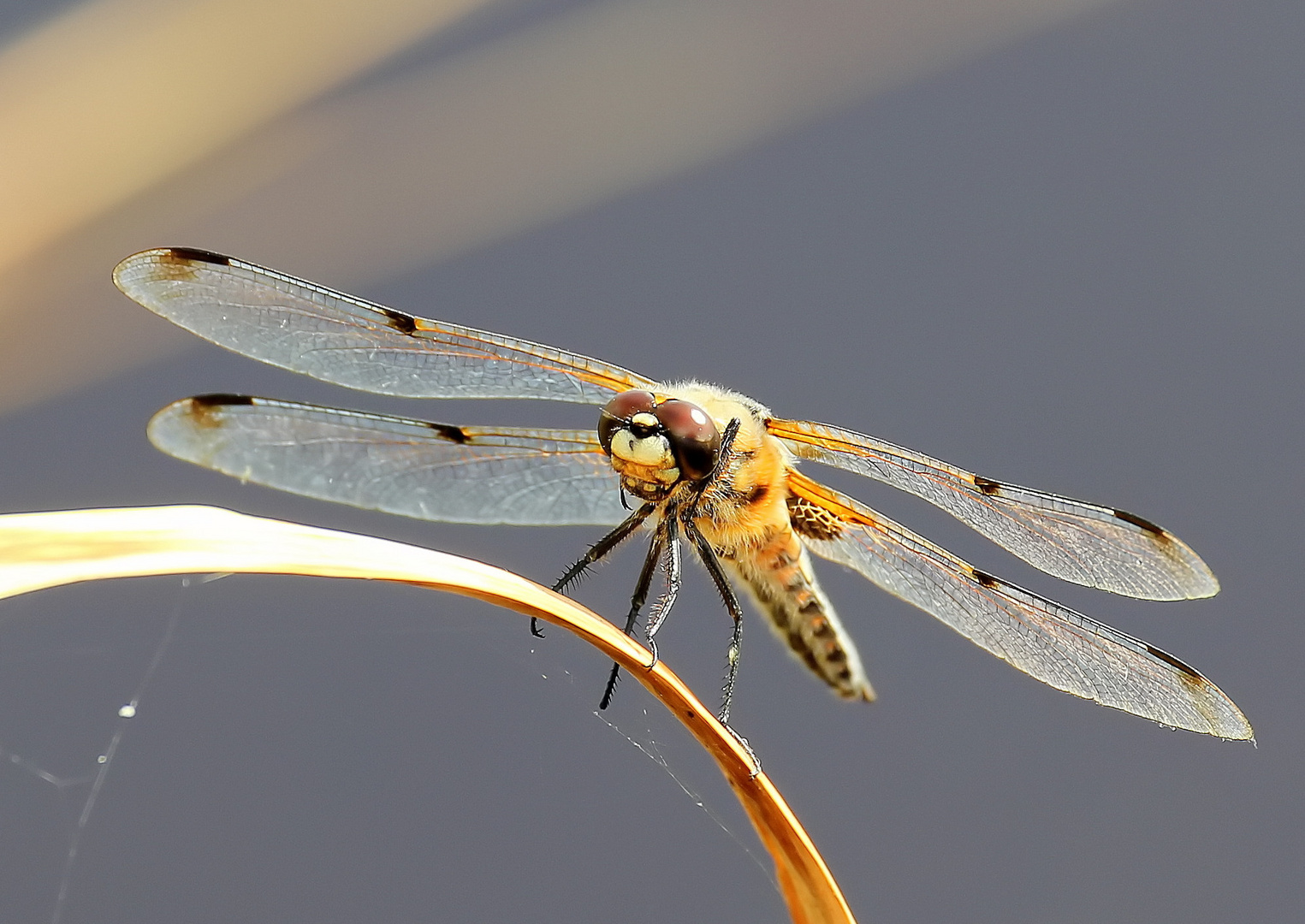 Libellula quadrimaculata F