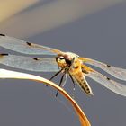 Libellula quadrimaculata F