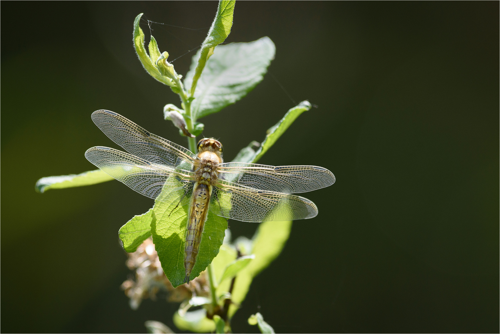 Libellula quadrimaculata