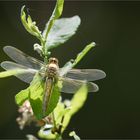 Libellula quadrimaculata