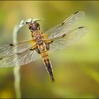 Libellula quadrimaculata