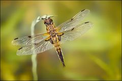 Libellula quadrimaculata