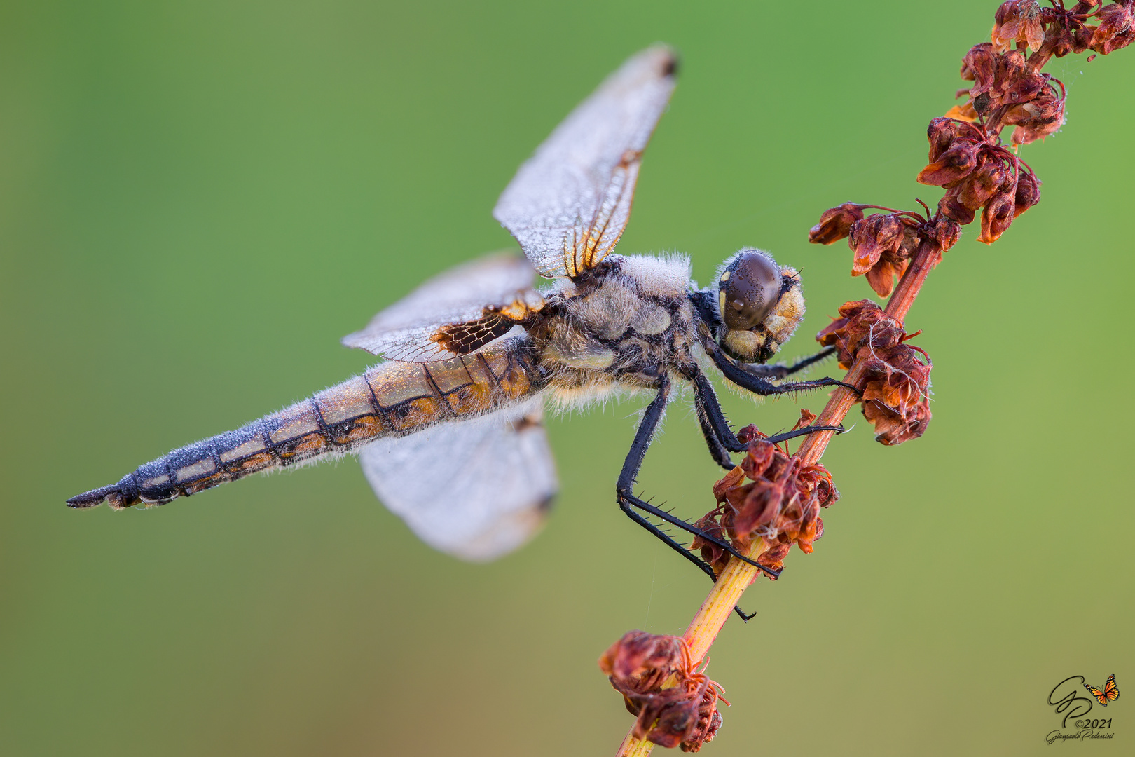 Libellula quadrimaculata 