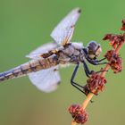 Libellula quadrimaculata 