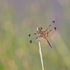  Libellula quadrimaculata, forma praenubila