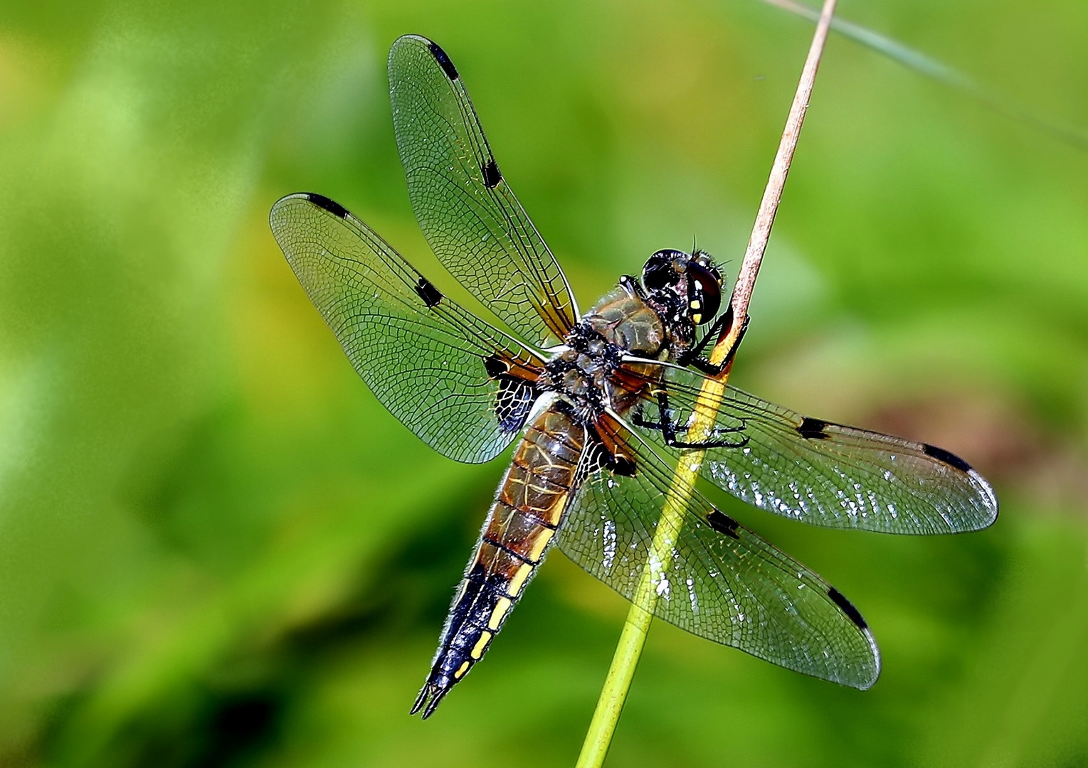 Libellula quadrimaculata  M