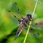 Libellula quadrimaculata  M