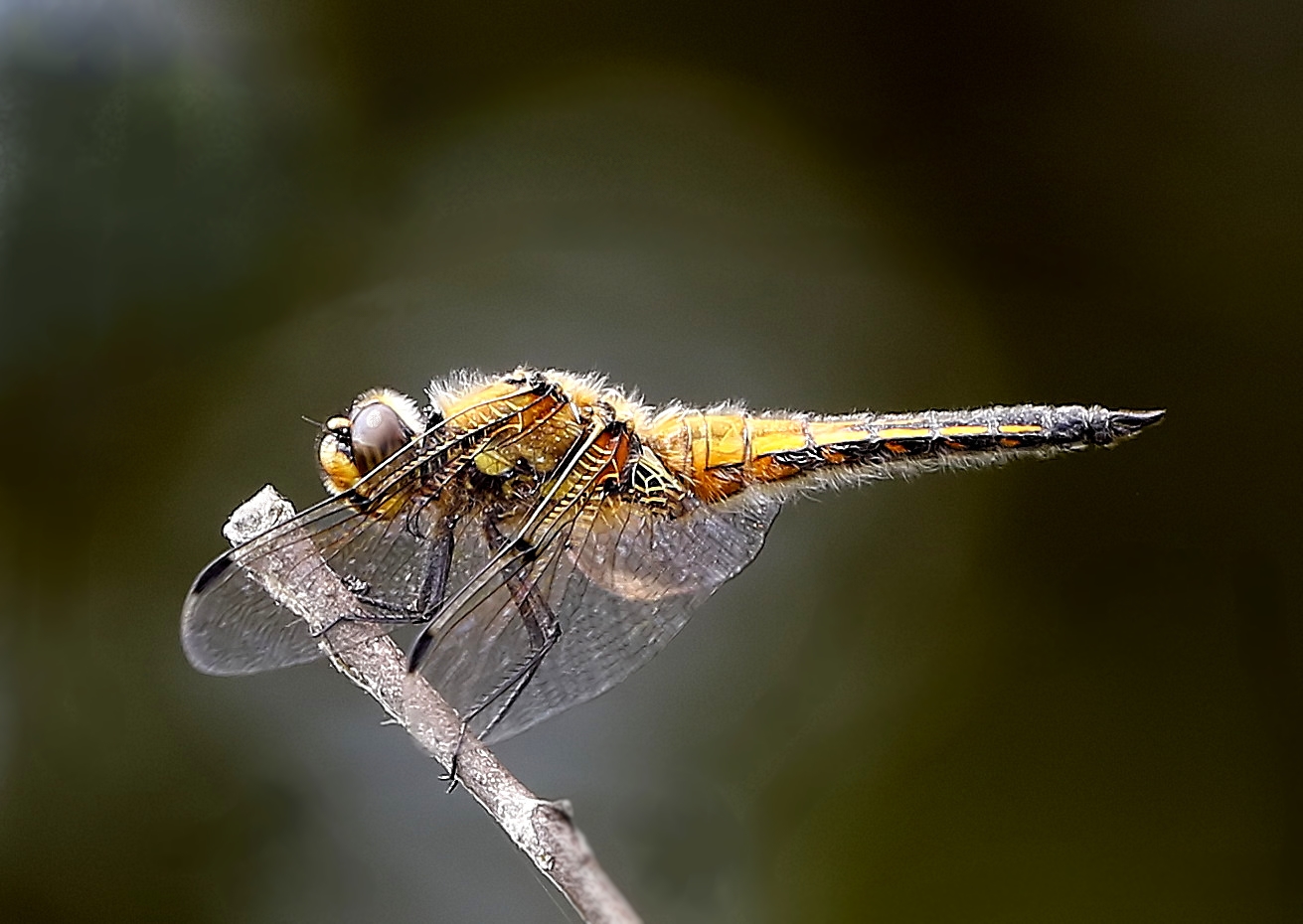 Libellula quadrimaculata M