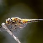 Libellula quadrimaculata M