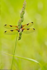 Libellula quadrimaculata praenubila