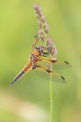 Libellula quadrimaculata praenubila