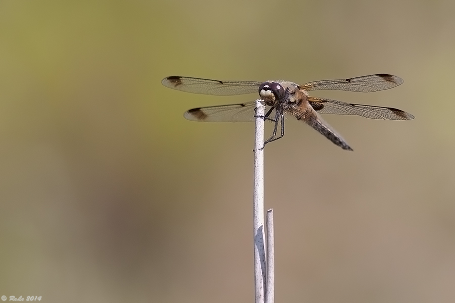 Libellula quadrimaculata praenubila