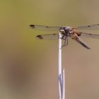 Libellula quadrimaculata praenubila