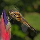 -Libellula quadrimaculata (Vierfleck)-