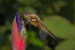 -Libellula quadrimaculata (Vierfleck)-