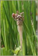 Libellula quadrimaculata (Vierfleck)