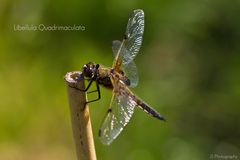 Libellula Quadrimaculata (Vierfleck)