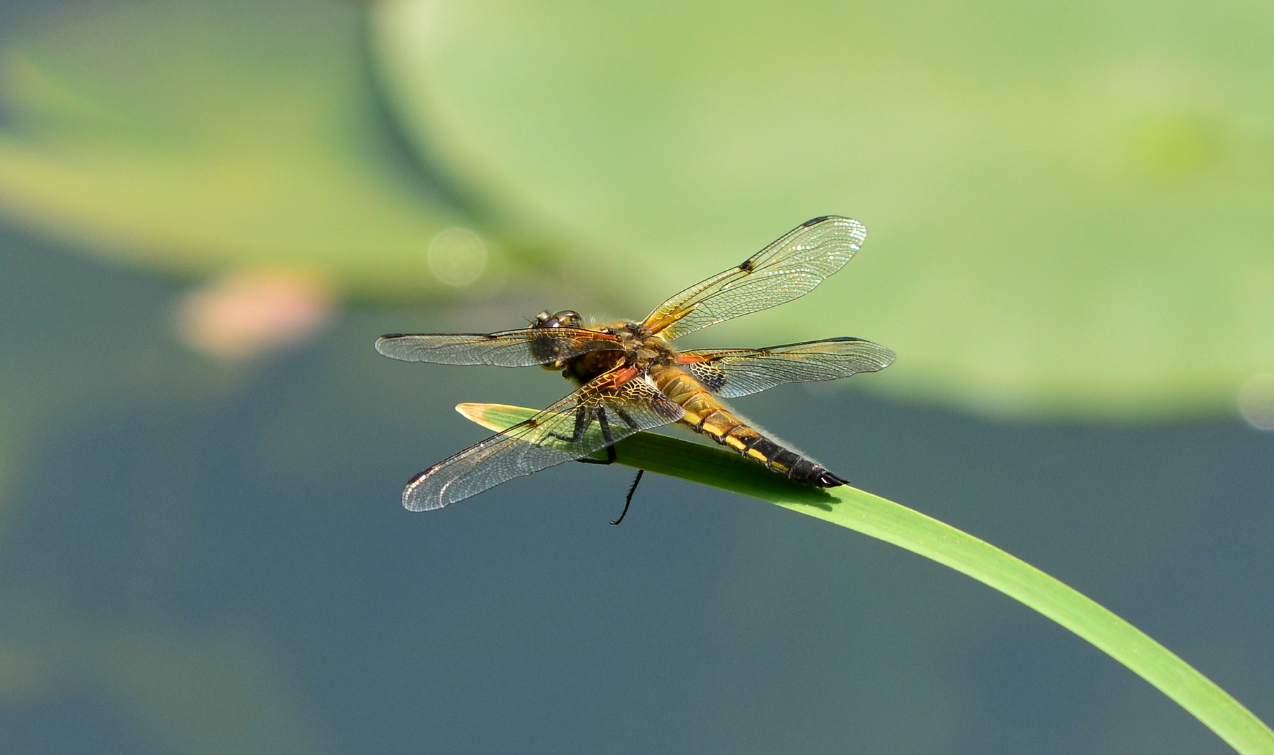 #....Libellula quadrimaculata/ Vierfleck......#