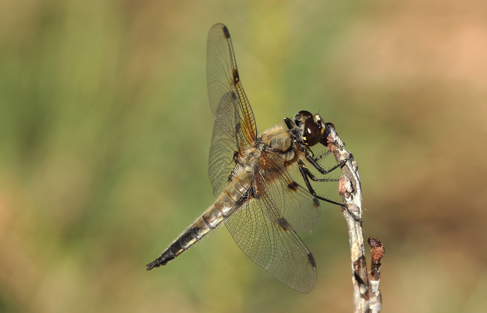 Libellula quadrimaculata / Vierfleck