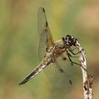 Libellula quadrimaculata / Vierfleck