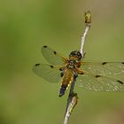 Libellula quadrimaculata - Vierfleck