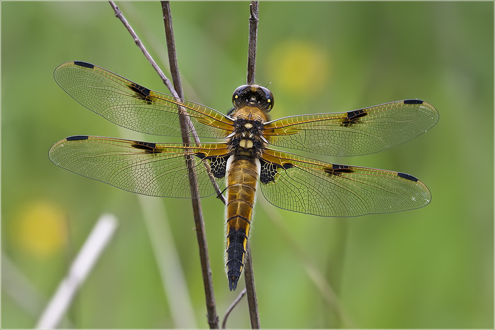 Libellula quadrimaculata - Vierfleck