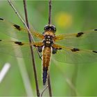 Libellula quadrimaculata - Vierfleck