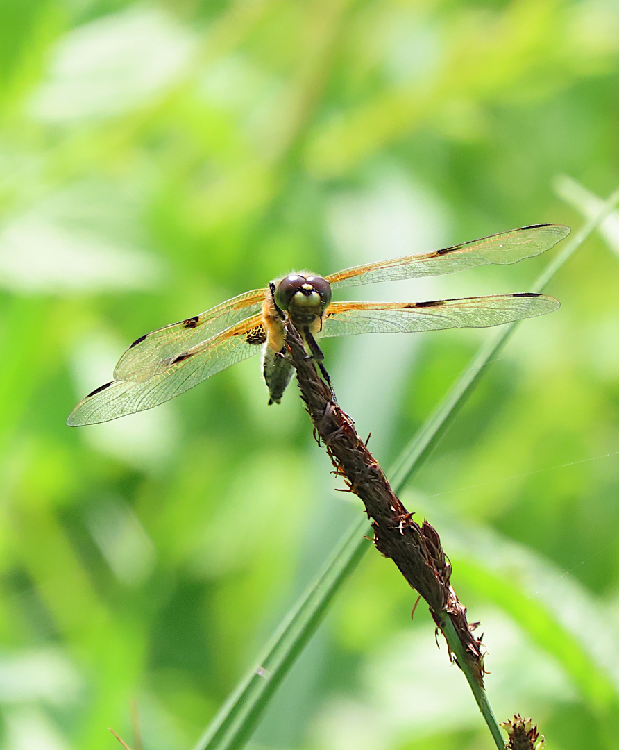 Libellula quadrimaculata (Vierfleck)