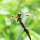 Libellula quadrimaculata (Vierfleck)