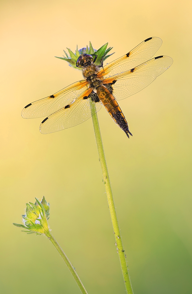 Libellula quadrimaculata….first scene