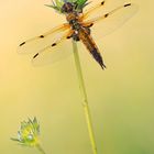 Libellula quadrimaculata….first scene