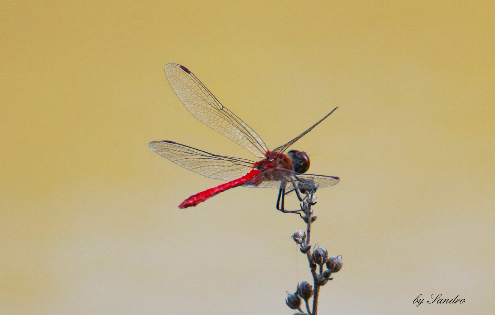 Libellula Rossa