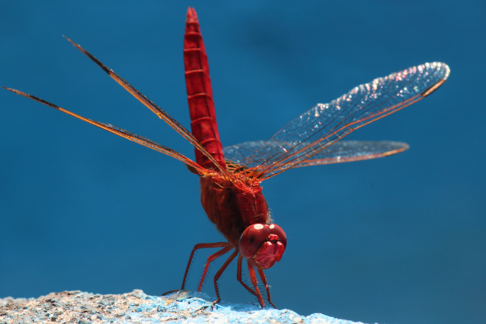 libellula rossa