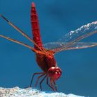 libellula rossa