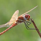 Libellula rossa