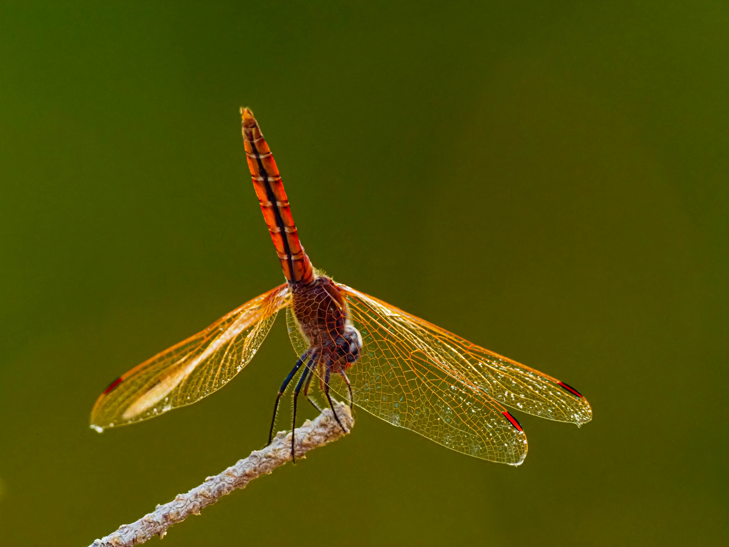 libellula rossa