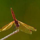 libellula rossa