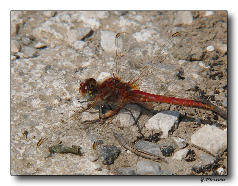 Libellula Rossa