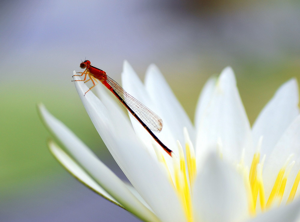 Libellula rossa