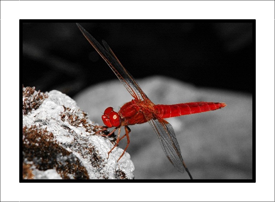 Libellula rossa