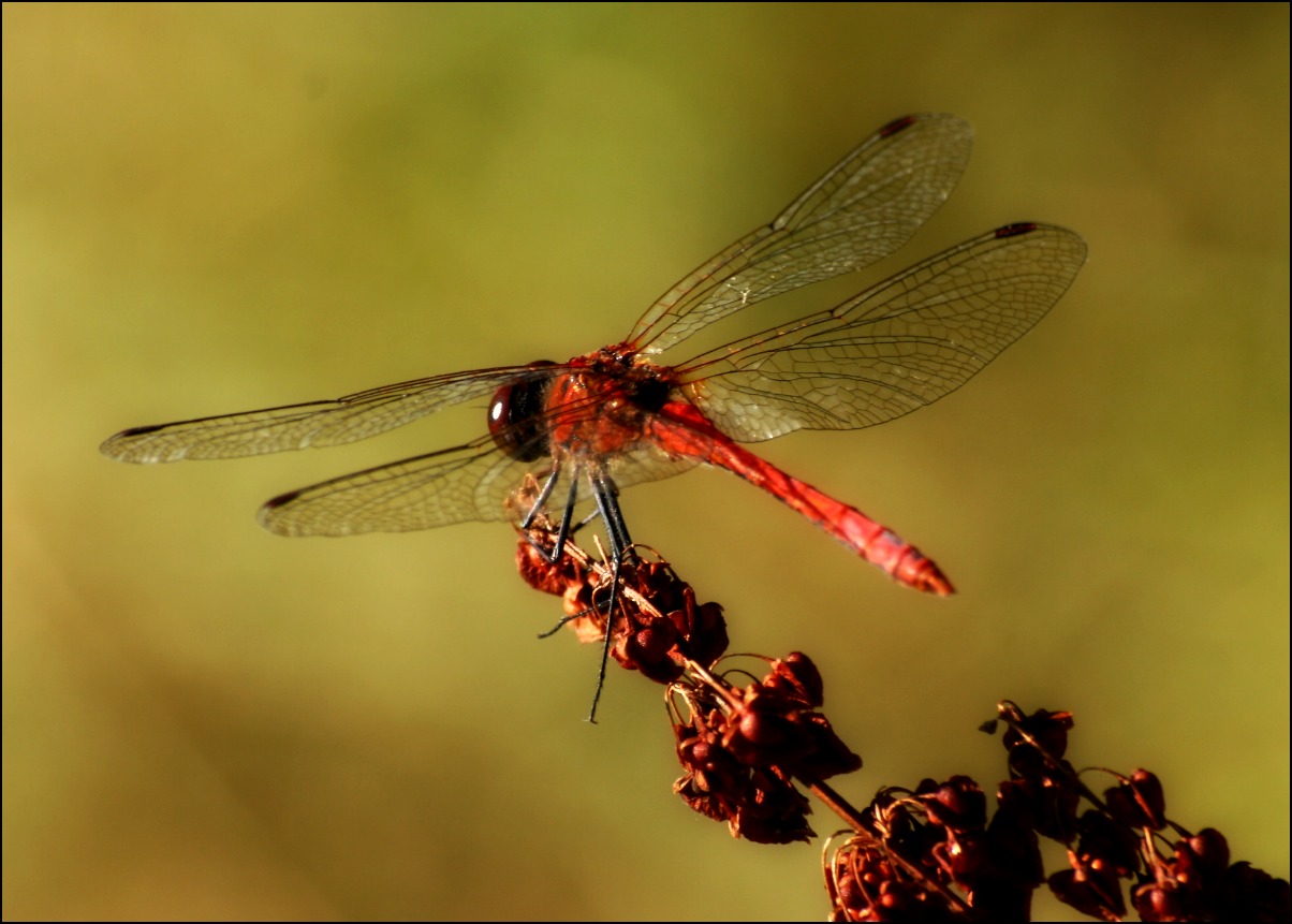 Libellula rossa