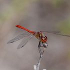 Libellula Rossa 