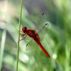 Libellula Rossa