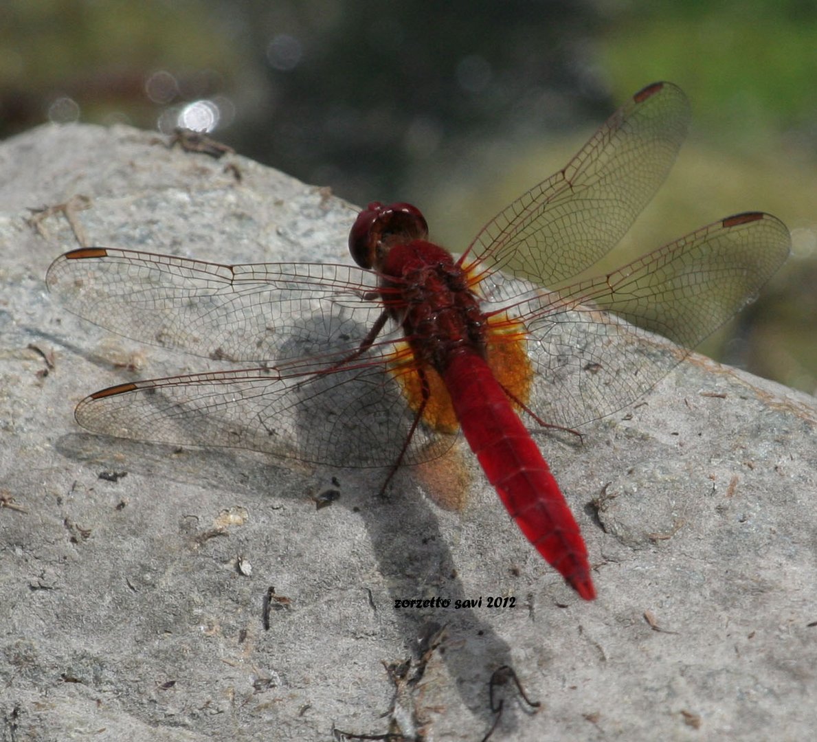 libellula rossa