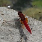 libellula rossa