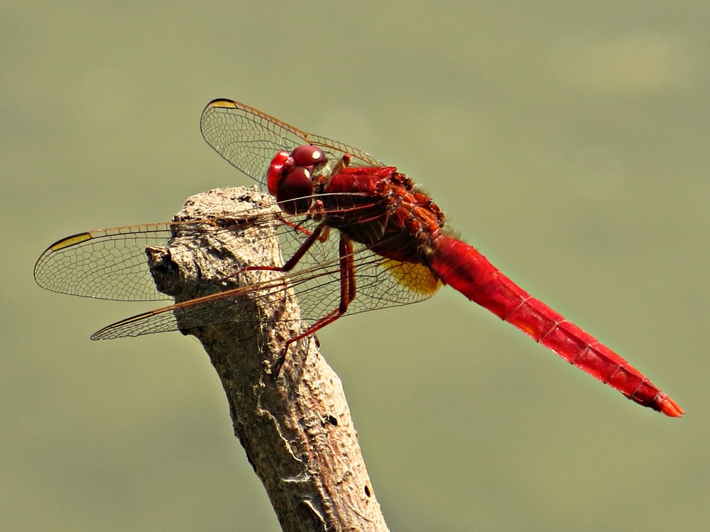 Libellula Rossa