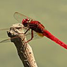 Libellula Rossa