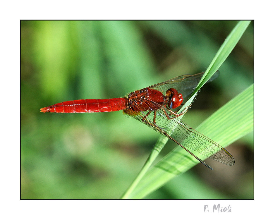 libellula rossa