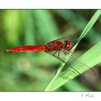 libellula rossa